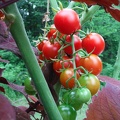 Variety of Tomato Plants